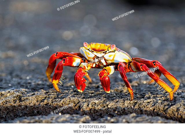 Ecuador, Galapagos Islands, Fernandina, red rock crab