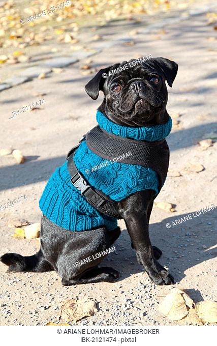 Young black pug wearing a sweater