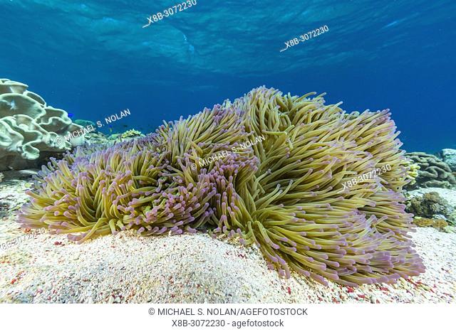 Profusion of hard and soft corals and anemone underwater on Mengiatan Island, Komodo National Park, Flores Sea, Indonesia