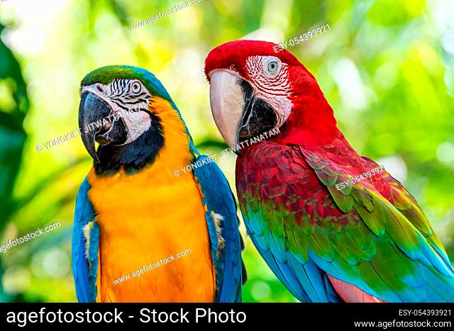 Blue and Gold Macaw or Ara Ararauna and Green Winged Macaw or Ara Chloroptera cute pets colorful birds, Beautiful nature of wildlife closeup face of a parrot is...