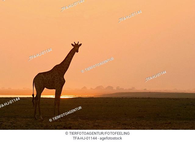 standing giraffe