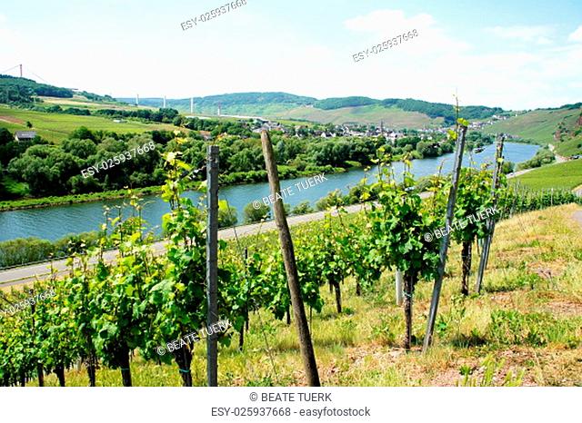 earth and ürzig on the river with green vineyards\r\n