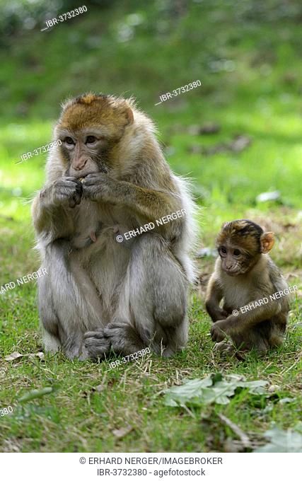 Barbary Macaques (Macaca sylvanus), NaturZoo in Rheine, Münsterland, Nordrhein-Westfalen, Germany