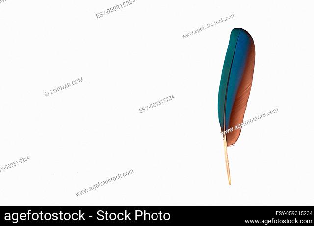 colourfull feather of parrot