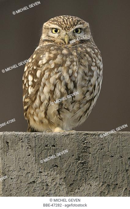 Relaxed Little Owl perched on concrete block