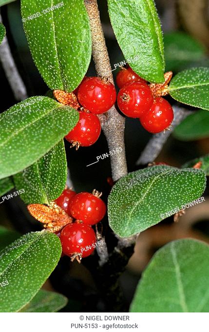 Canadian buffaloberry or soapberry Shepherdia canadensis Typical red berry form A favourite food for many animals, such as, grizzly and black bear Pine forest