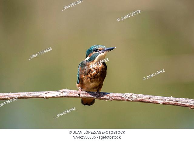 Kingfisher Alcedo atthis, male. Flix, Tarragona province, Catalonia, Spain