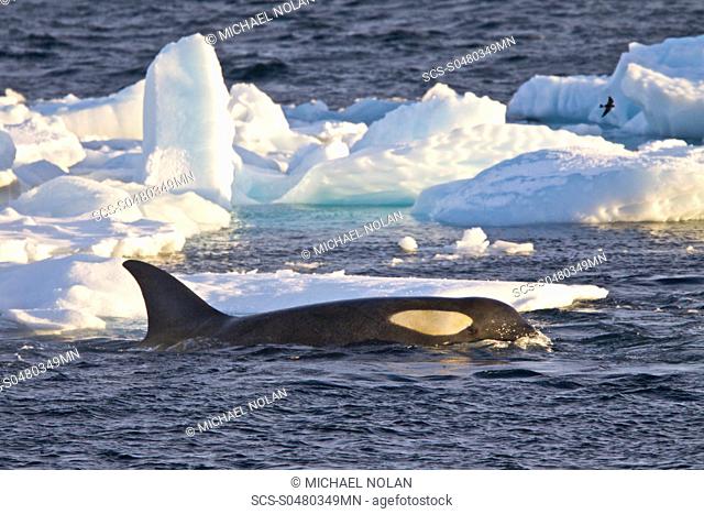 A small pod of about 12 Type B Orca Orcinus nanus encountered in Southern Gerlache Strait near the western side of the Antarctic Peninsula