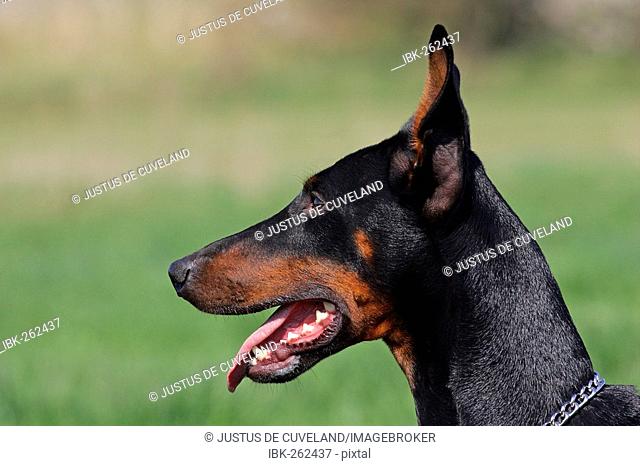 Panting doberman pinscher - doberman - female - portrait - domestic dog