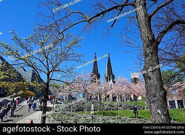 09 April 2023, North Rhine-Westphalia, Cologne: Cologne Cathedral, cathedral spires east side and trees with flowers on stairs leading from the Rhine to the...