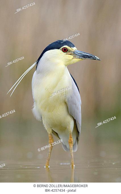 Black-crowned night heron (Nycticorax nycticorax), adult standing in shallow fishpond water, Kiskunság National Park, Hungary