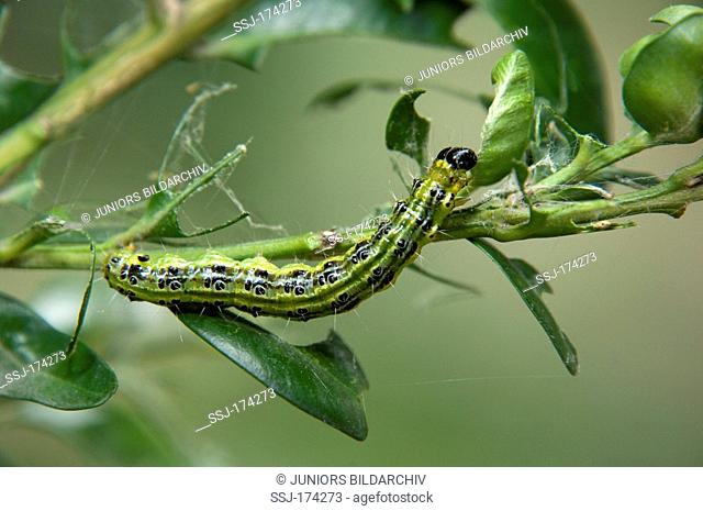 Box Tree Moth (Cydalima perspectalis). Caterpillar eating Boxwood leaves (Buxus sempervirens)