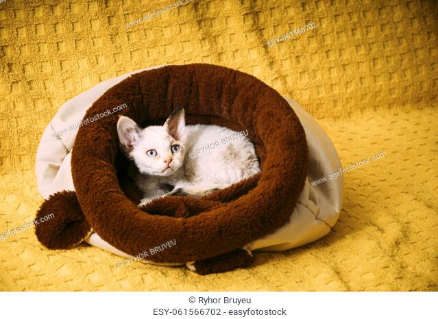 Funny Young Small Little White Devon Rex Kitten Kitty Resting In Warm Bag Bed. Short-haired Cat Of English Breed On Yellow Plaid Background