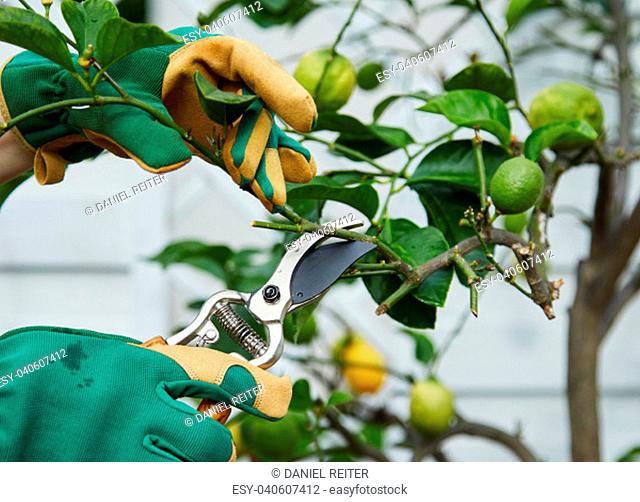 Gardener pruning a young lemon tree in spring using pruning shears or secateurs with ripening fruit in a close up view of the hands and garden tool