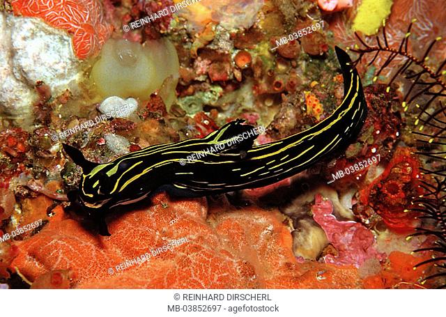 Indian ocean, underwater-reception, neon-star-snail, Roboastra luteolineolata, underwater-world, animal, sea-bull, Meeresschnecke, slug, snail, symbol