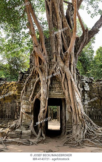 Roots of a Strangler Fig (Ficus altissima) winding around a gopuram, Ta Som Temple, Angkor, Siem Reap Province, Cambodia