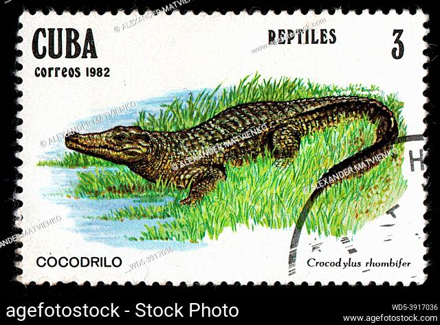 Cuba - CIRCA 1982: Cuban postage stamp featuring Crocodylus rhombifer in grass. Cricodile on postage stamp. Vintage stamp for letters isolated on black