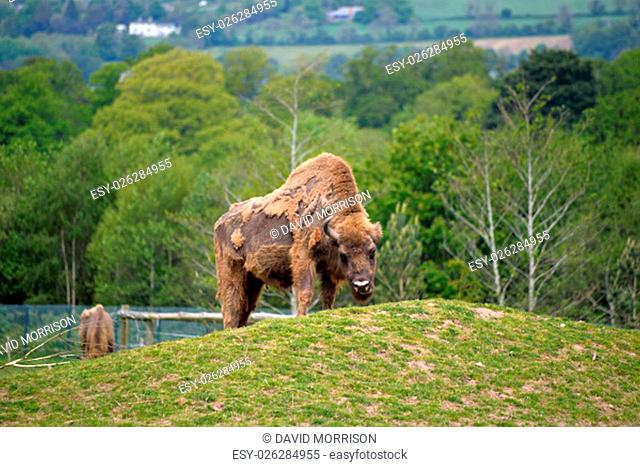 European Bison in fota wildlife park near cobh county cork ireland