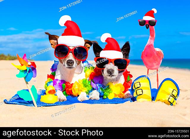 dog and owner sitting close together at the beach on summer vacation holidays, close to the ocean shore and a pink gay flamingo