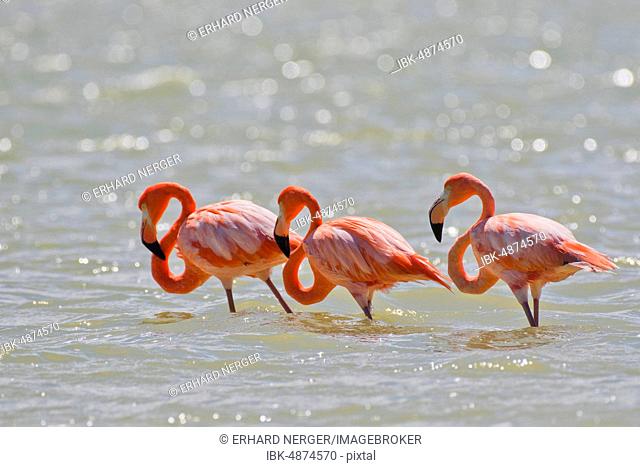 American flamingos (Phoenicopterus ruber) in water, biosphere reserve Ria Lagartos, Rio Lagartos, Yucatan, Mexico
