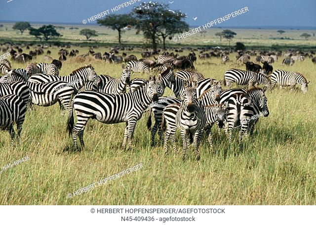 Zebra-wildbeest migration. Serengeti National Park, Tanzania