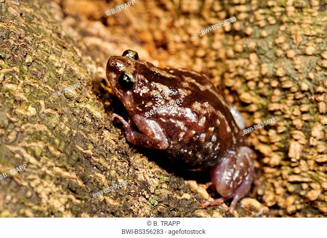 Termite nest frog, Variable ramanella, White-bellied pug snout frog (Ramanella cf. variegata), creeping on the ground, Sri Lanka, Sinharaja Forest National Park