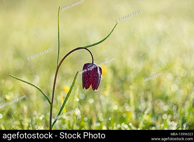 blossom of the checkerboard flower (fritillaria meleagris) in the meadows near morteau, dew drops, morning light, france, bourgogne-franche-comté