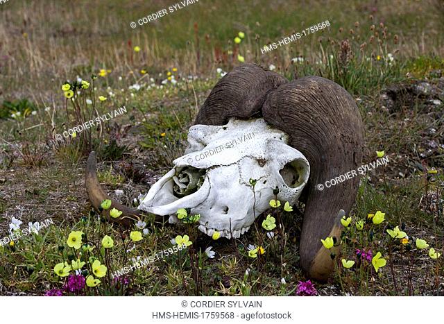Russia, Chukotka autonomous district, Wrangel island, Doubtful village, skull of a muskox in the tundra blooming