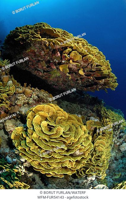 Lettuce Corals in Coral Reef, Turbinaria reniformis, Marsa Alam, Red Sea, Egypt