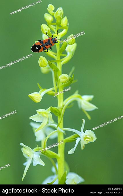Flowering forest hyacinth (Platanthera bifolia) with fire bug, orchid, Leutra Valley, Germany, Europe