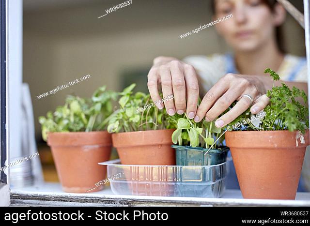 Woman picking home-grown herbs growing on windowsill