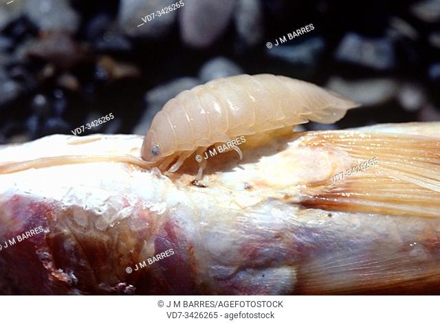 Anilocra physodes is an isopode crustacean parasite of fish native to Mediterranean Sea and eastern Atlantic Ocean. The parasited fish in this photo is red...