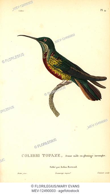 Crimson topaz, Topaza pella (Trochilus pella). Juvenile male with incomplete plumage. Handcolored steel engraving by Coutant after an illustration by...