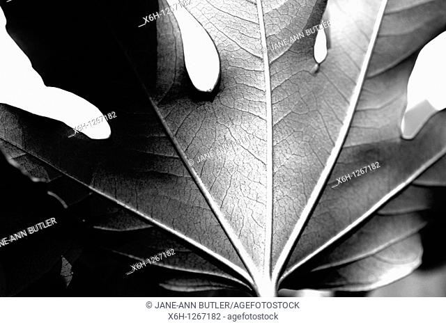 Beautiful Japanese Aralia Leaf in a Contemporary Style