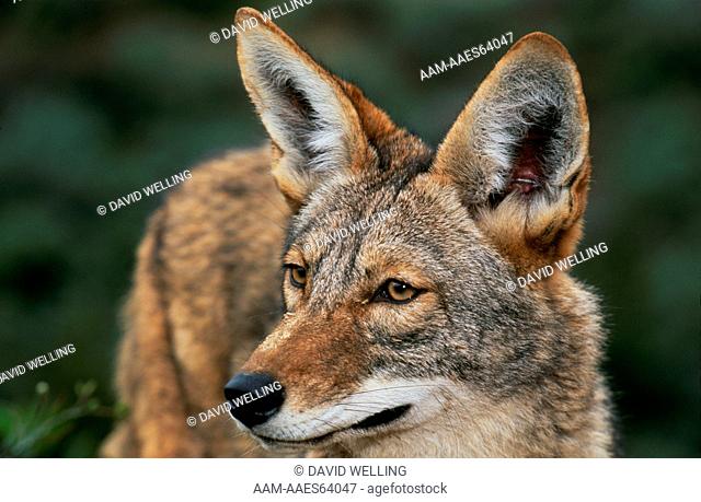 Coyote (Canis latrans) Captive Wildlife Waystation, CA