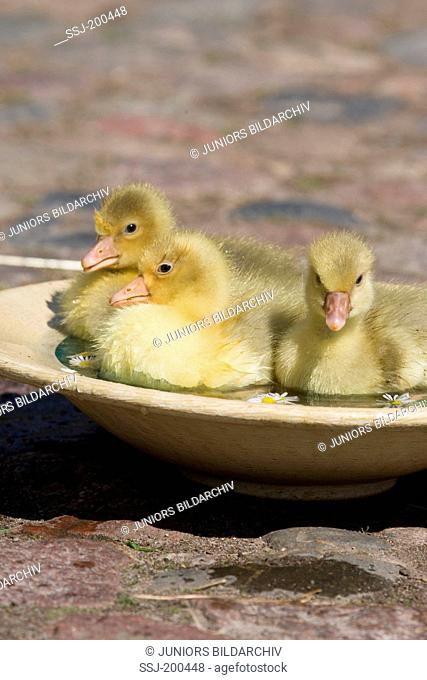 Domestic Goose. Three goslings swimming in a dish. Germany