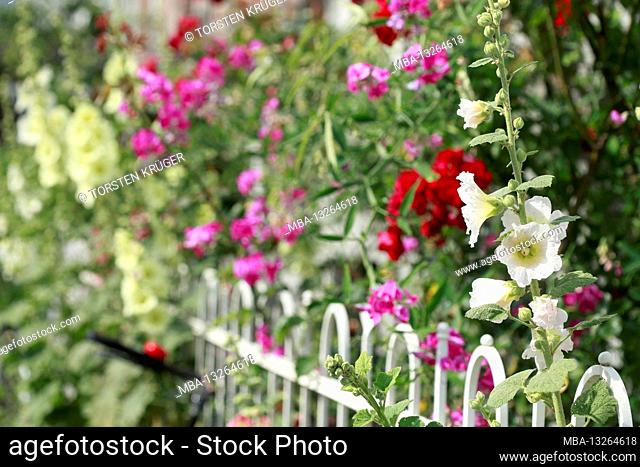Blooming colorful hollyhocks on a garden fence, Bremen, Germany, Europe