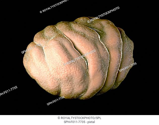 Water bear tun. Illustration of a water bear, or tardigrade, in its dormant state, known as a tun