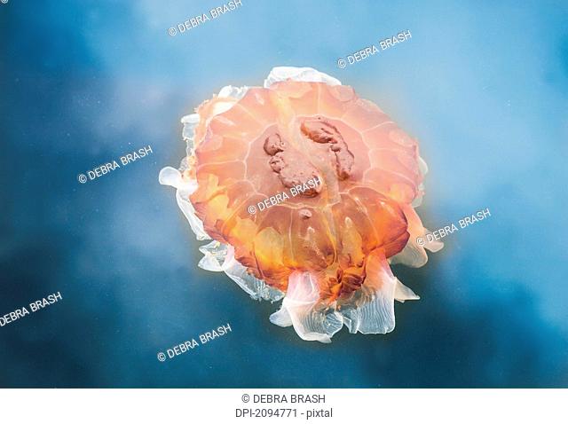 The lion's mane jellyfish cyanea capillata is the largest known species of jellyfish in the pacific ocean on coastal british columbia, british columbia, canada