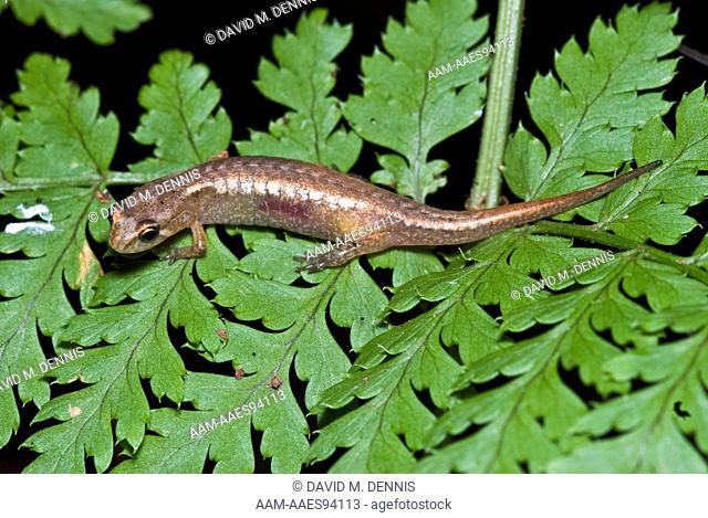 Pygmy Salamander (Desmognathus wrighti) Chimney Tops Trail, Great Smokey Mountains National Park, TN, Tennessee