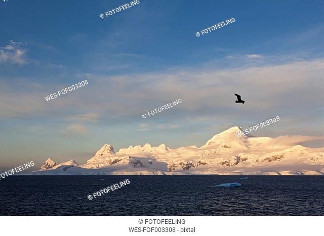 South Atlantic Ocean, Antarctica, Antarctic Peninsula, Lemaire Channel, View of gull flying over snow coverd mountain range