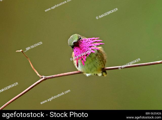 Vine-throated Hummingbird (Atthis ellioti selasphoroides), adult male hummingbird (Atthis ellioti selasphoroides), exhibiting, sitting on a branch, La Tigra N