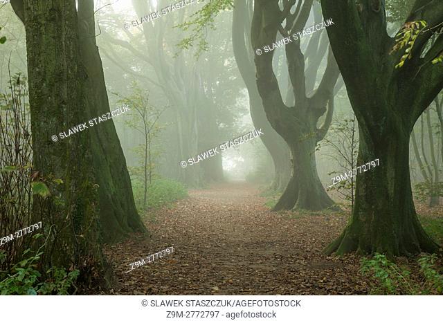 Misty autumn morning in Stanmer Park near Brighton, East Sussex, England. South Downs National Park
