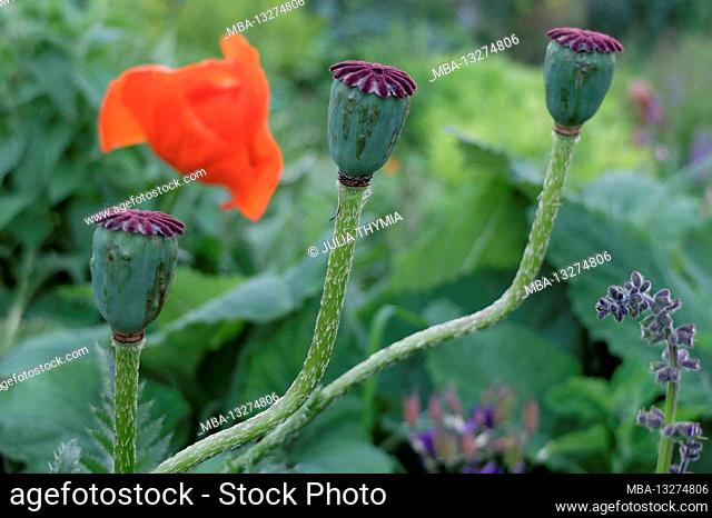 Turkish poppy 'Rembrandt' (Papaver orientale) with seed pods
