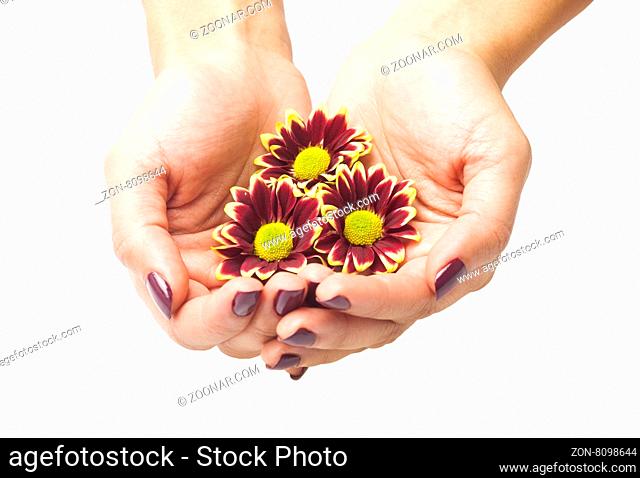 Beautiful hands with perfect nail manicure and red flowers on a white background