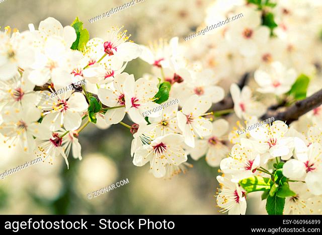 Spring background art with white cherry blossom. Beautiful nature scene with blooming tree and sun flare. Sunny day. Spring flowers. Beautiful orchard