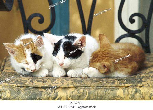 Chair, cats, young, sleeping   Animals, mammals, pets, house cats, three, young, kittens, siblings, peacefully, dozes, lie, resting, together, together-cuddles