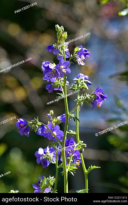 19.05.2020, Schleswig, the bleeding of a Jacob's ladder (polemonium) also a ladder to heaven or parsley in the Bible Garden in the St