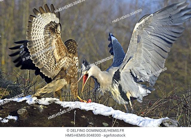 France, Doubs, natural area of the Allan, Brognard, clash between a buteo buteo and a gray heron (ardea cinerea)