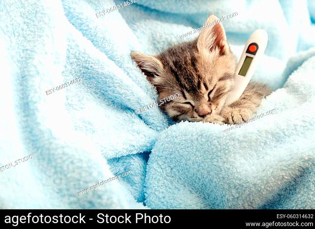 Beautiful tabby kitten measures temperature by thermometer. Little ill baby cat lies in plaid. Vet, veterinary clinic and veterinarian medicine for pets cats